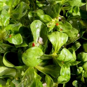 Lamb's Lettuce Salad