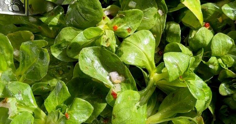 Lamb’s Lettuce Salad